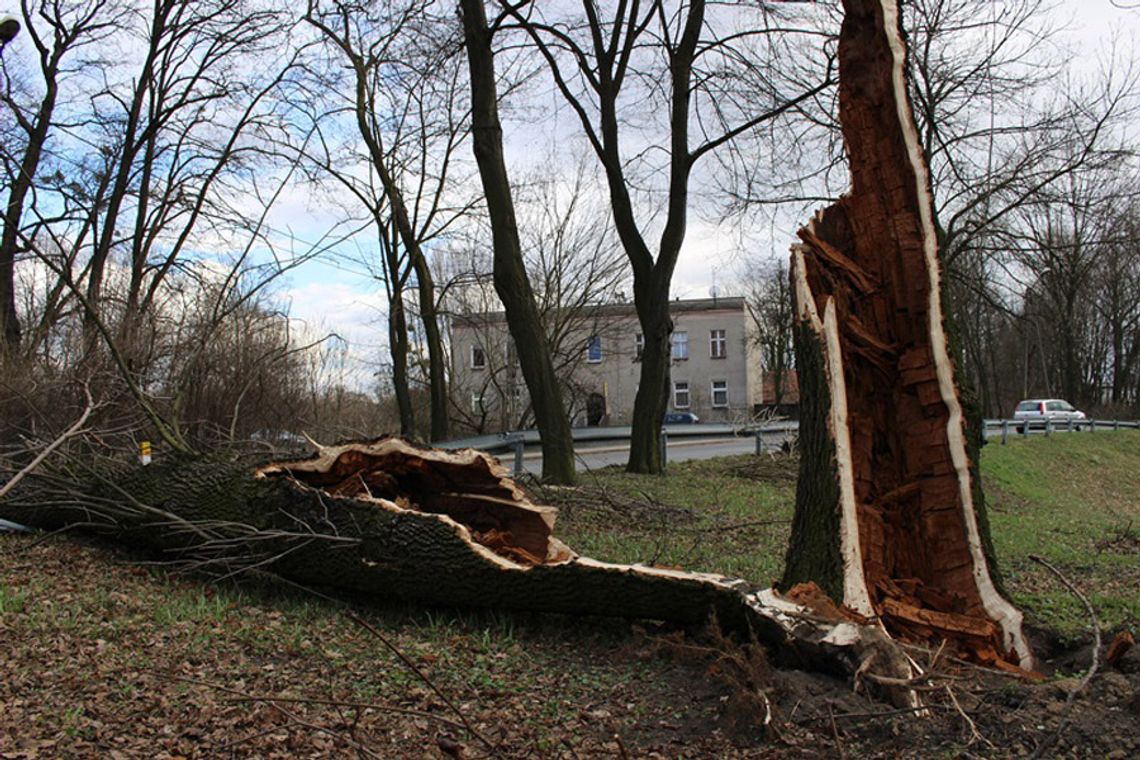 Miasto apeluje do mieszkańców: na razie zrezygnujcie ze spacerów w parkach