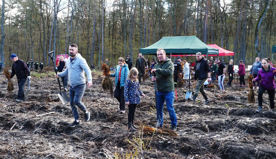 Mieszkańcy Kędzierzyna-Koźla ruszyli sadzić nowy las na osiedlu Piastów. Upamiętnia Jana Pawła II. WIDEO