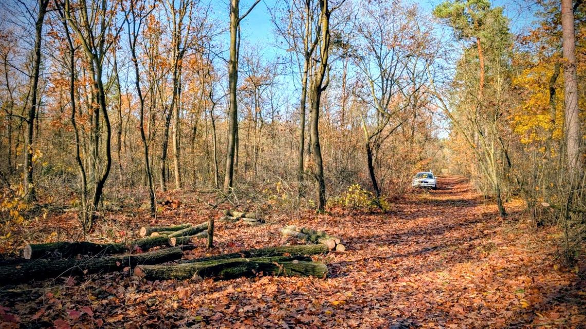 Mieszkańcy Kuźniczki zaniepokojeni wycinką. Nadleśnictwo zapewnia, że tylko niewielkie obszary będą objęte pracami Mieszkańcy Kuźniczki zaniepokojeni wycinką. Nadleśnictwo zapewnia, że tylko niewielkie obszary będą objęte pracami