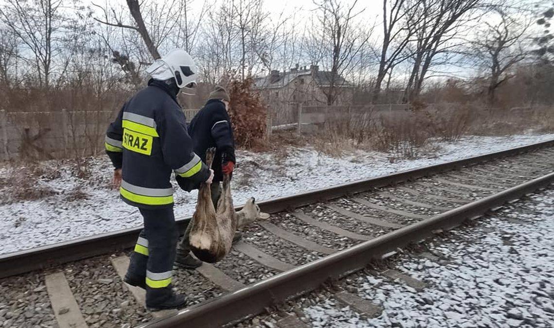 Młoda sarna wpadła do zbiornika i nie mogła się sama wydostać. Z pomocą przybyli strażacy