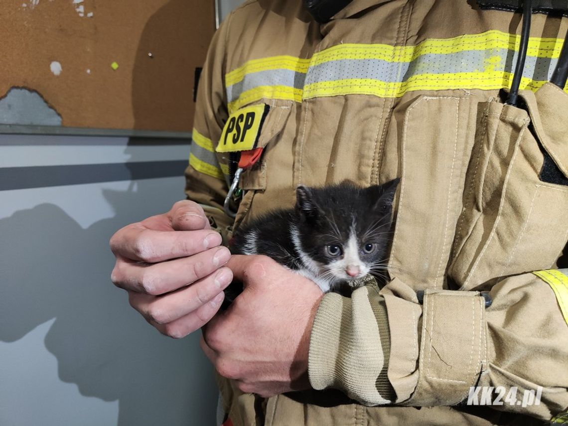 Młody kotek utknął w piwnicy. Bez wahania na pomoc ruszyli strażacy
