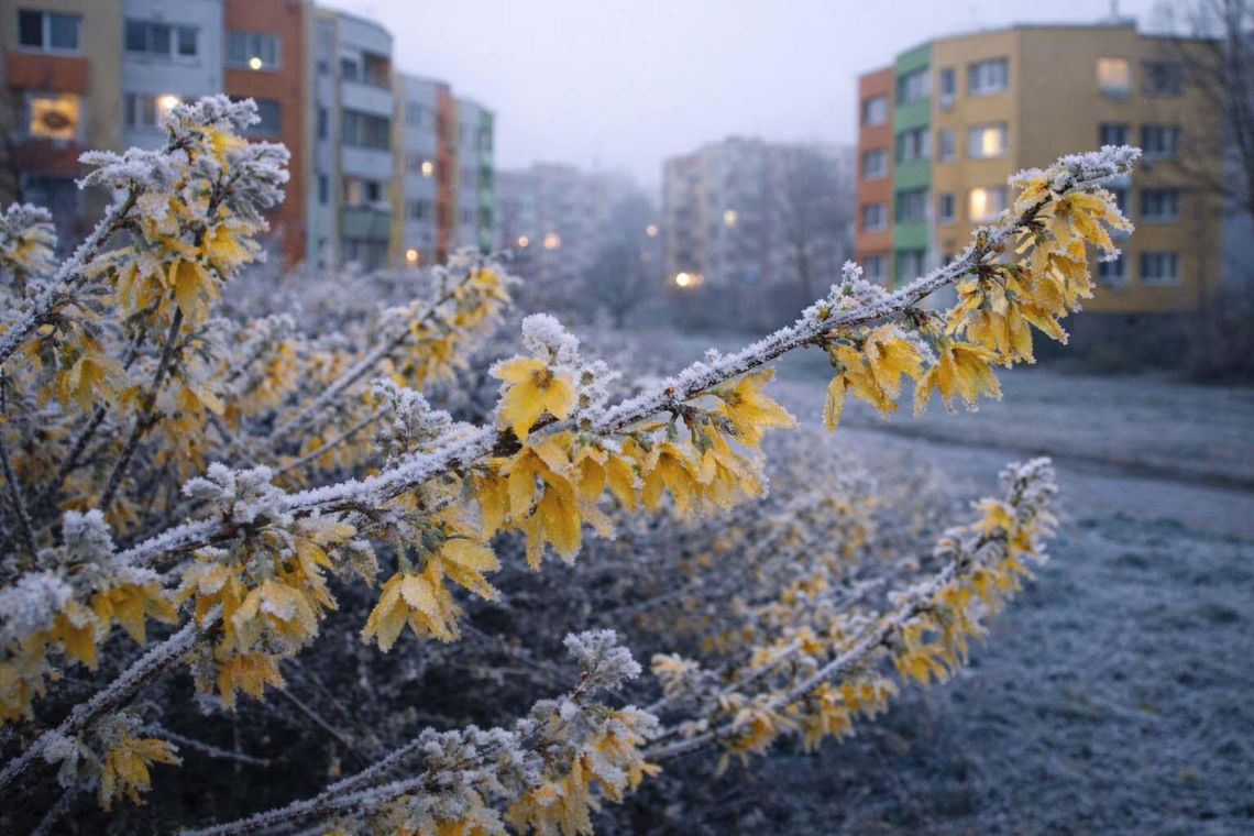 Mroźny początek wiosny. W nocy z niedzieli na poniedziałek temperatura może spaść poniżej zera