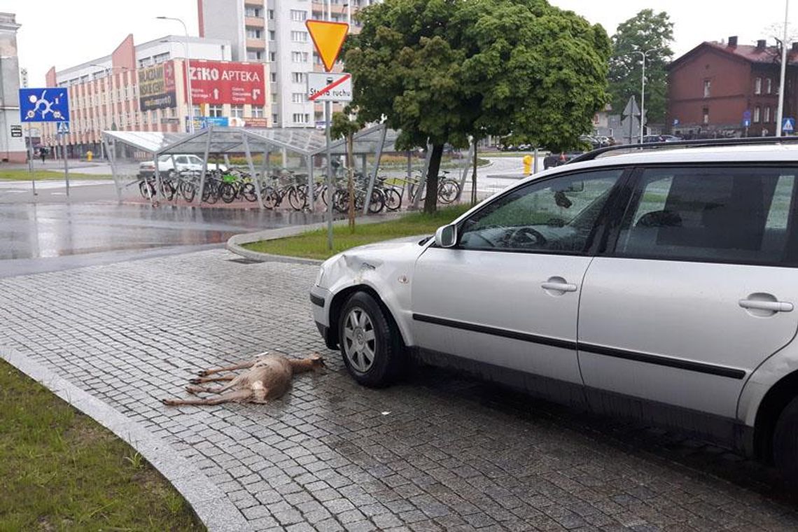 Nieprawdopodobne! Zderzenie z jelonkiem w ścisłym centrum miasta. Skąd się tam wziął?