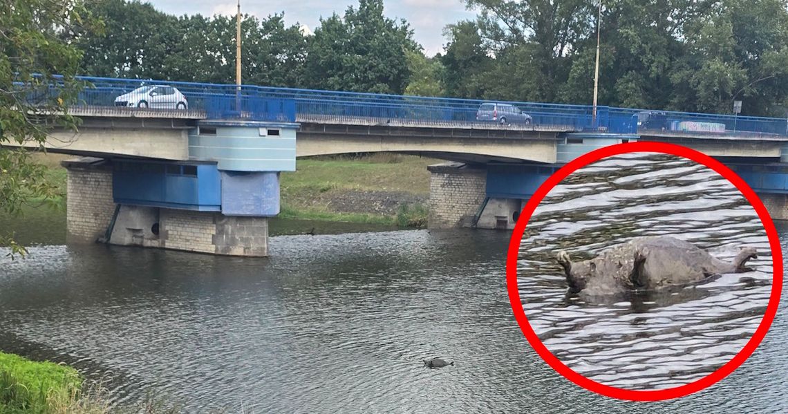 Nietypowa interwencja na Odrze. Z wody wyłowiono martwego bobra Nietypowa interwencja na Odrze. Z wody wyłowiono martwego bobra