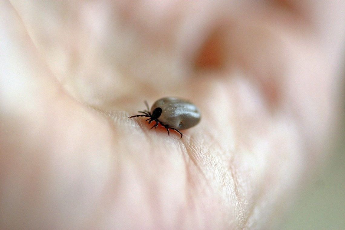 Nikt nie chciał wyciągnąć jej dziecku kleszcza. Matka z dzieckiem była odsyłana od drzwi do drzwi