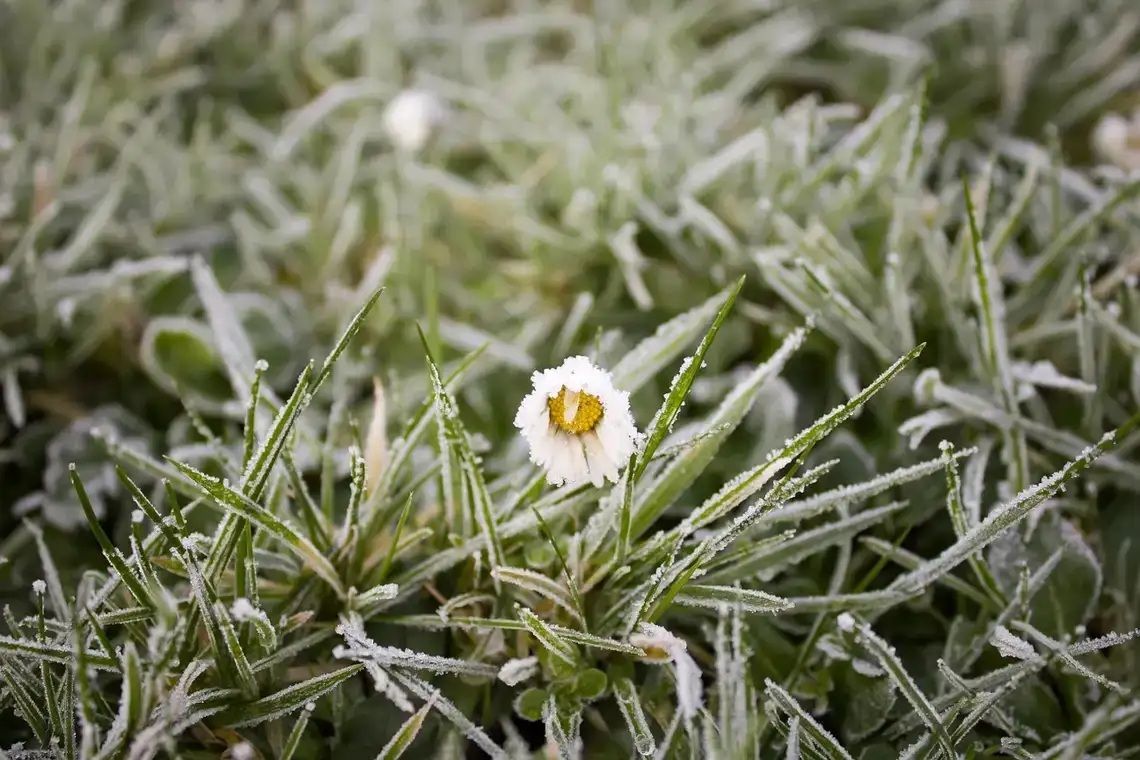 Nocą i nad ranem temperatura może spaść poniżej zera. Wydano ostrzeżenie dla naszego powiatu
