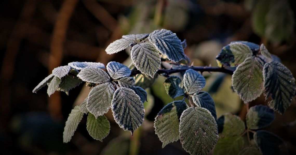 Nocą i nad ranem temperatura spadnie poniżej zera. Wydano ostrzeżenie dla naszego powiatu