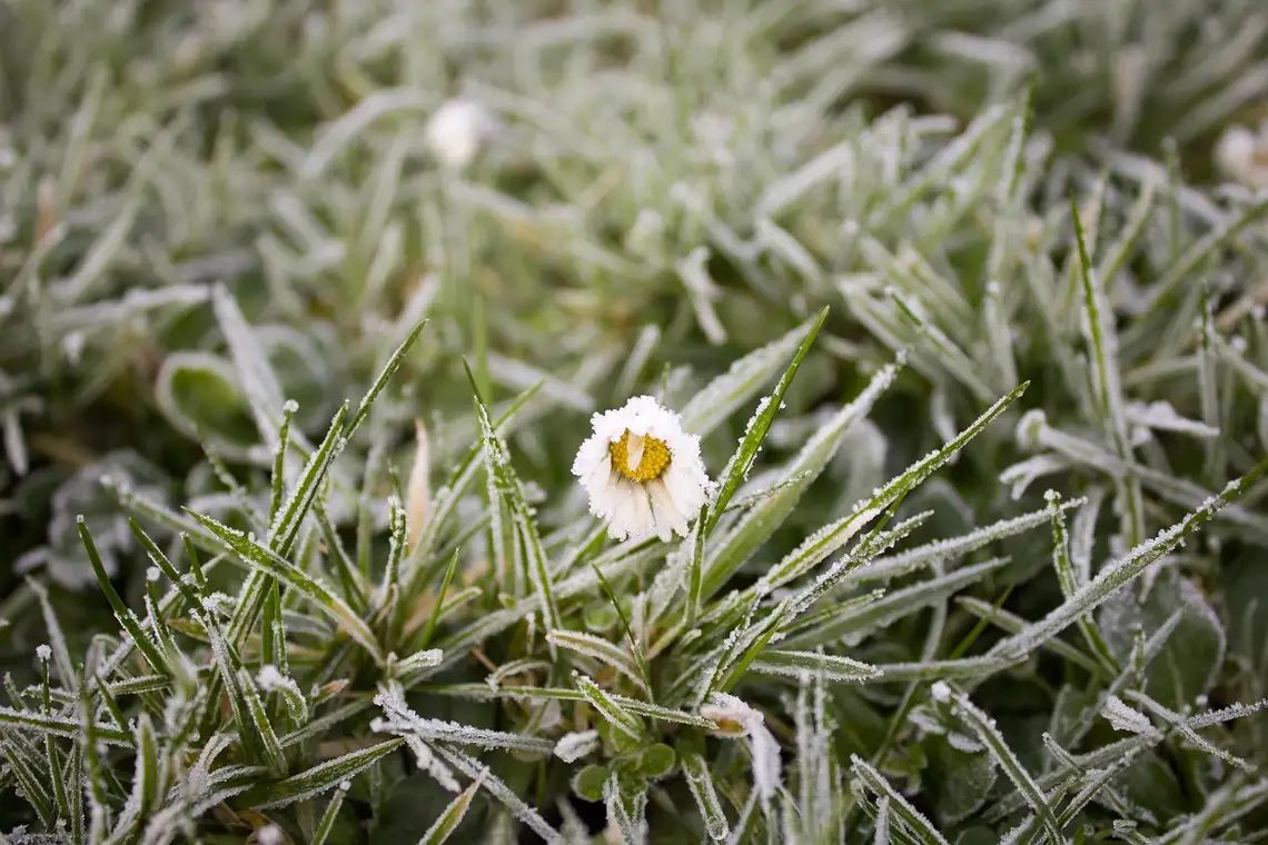 Nocą i nad ranem temperatura spadnie poniżej zera. Wydano ostrzeżenie dla naszego powiatu