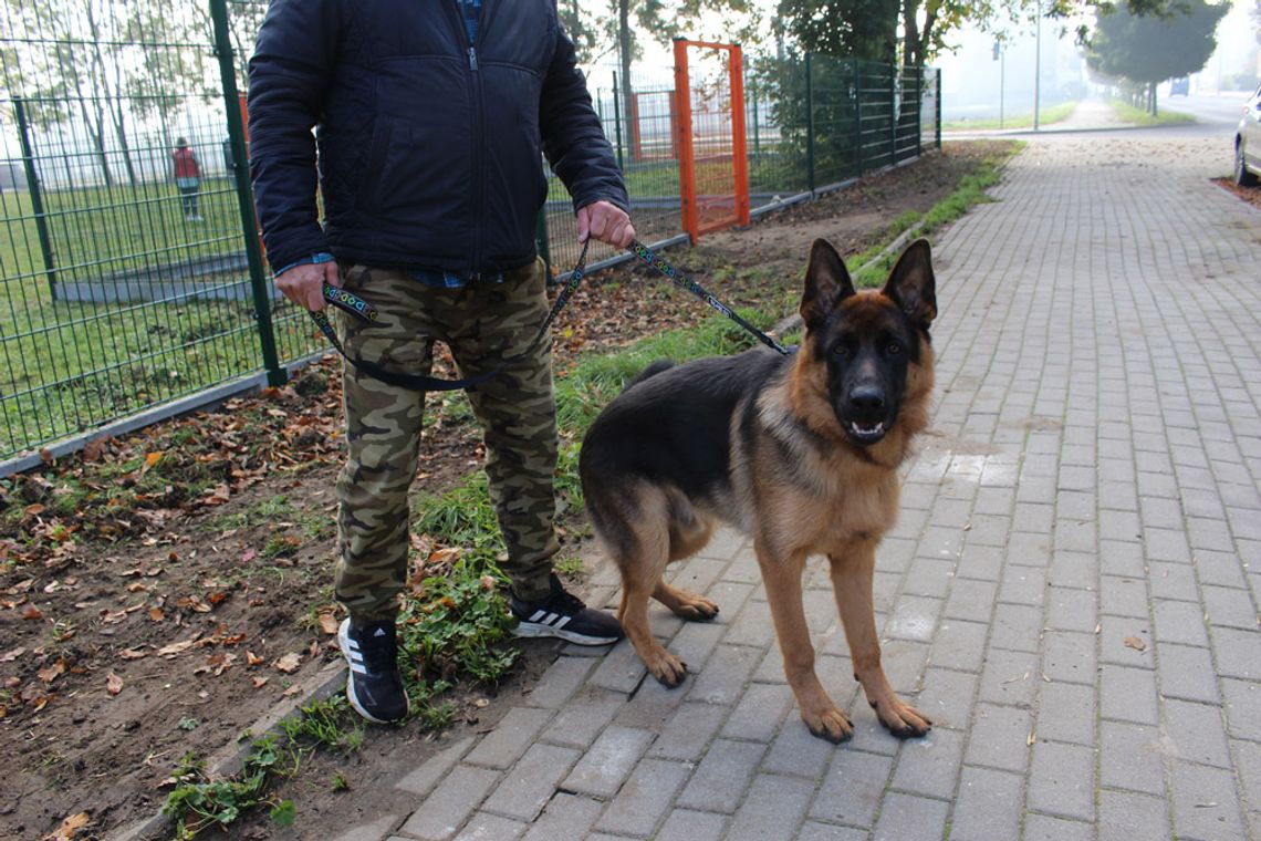 Nowy wybieg dla psów gotowy. Pupile i właściciele już z niego korzystają. Inwestycję wybrali mieszkańcy, urząd miasta zrealizował