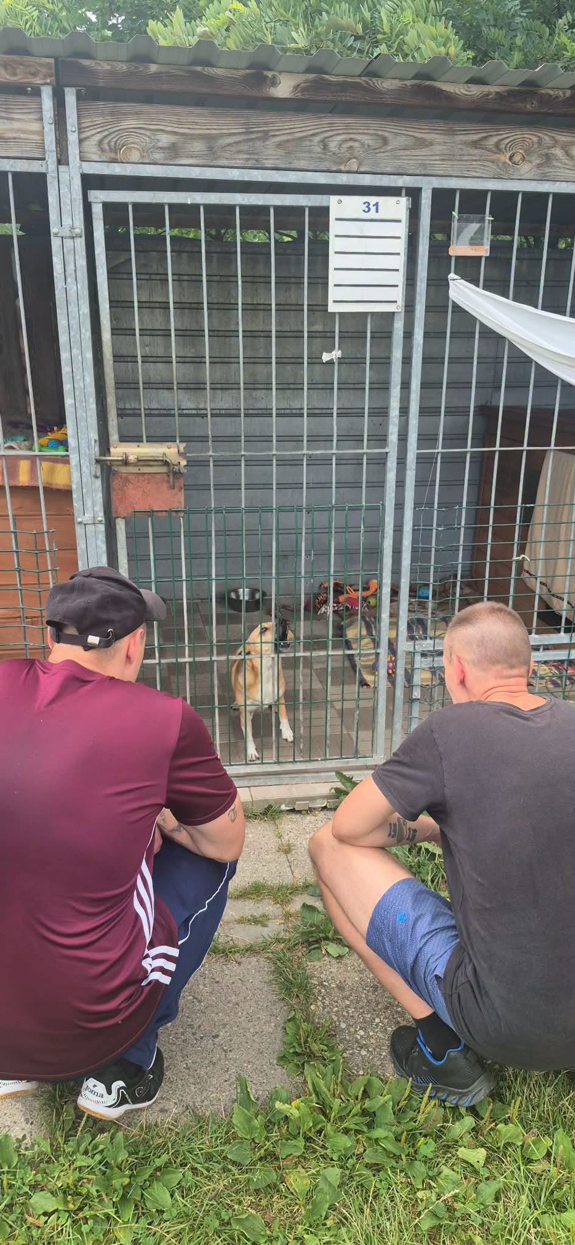 Osadzeni pomagają w schronisku. Najważniejszym zadaniem były spacery z psami