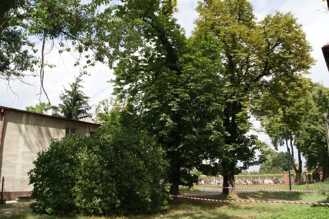 Pęknięte drzewo w każdej chwili może runąć na dom. To efekt wichury w Sławięcicach