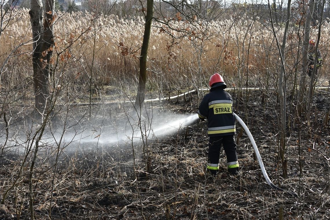 Pieczenie ziemniaków zakończone pożarem. Interwencja straży przy alei Armii Krajowej