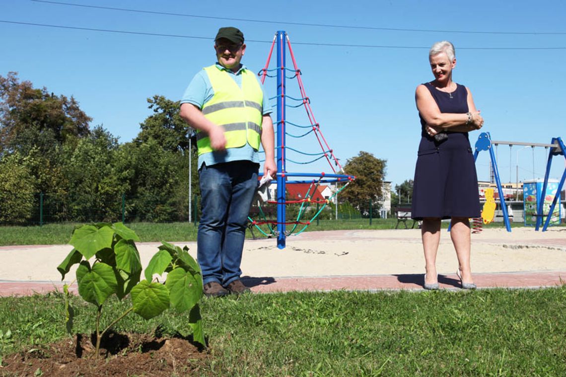 Pierwsze drzewo tlenowe w Kędzierzynie-Koźlu już rośnie. WIDEO