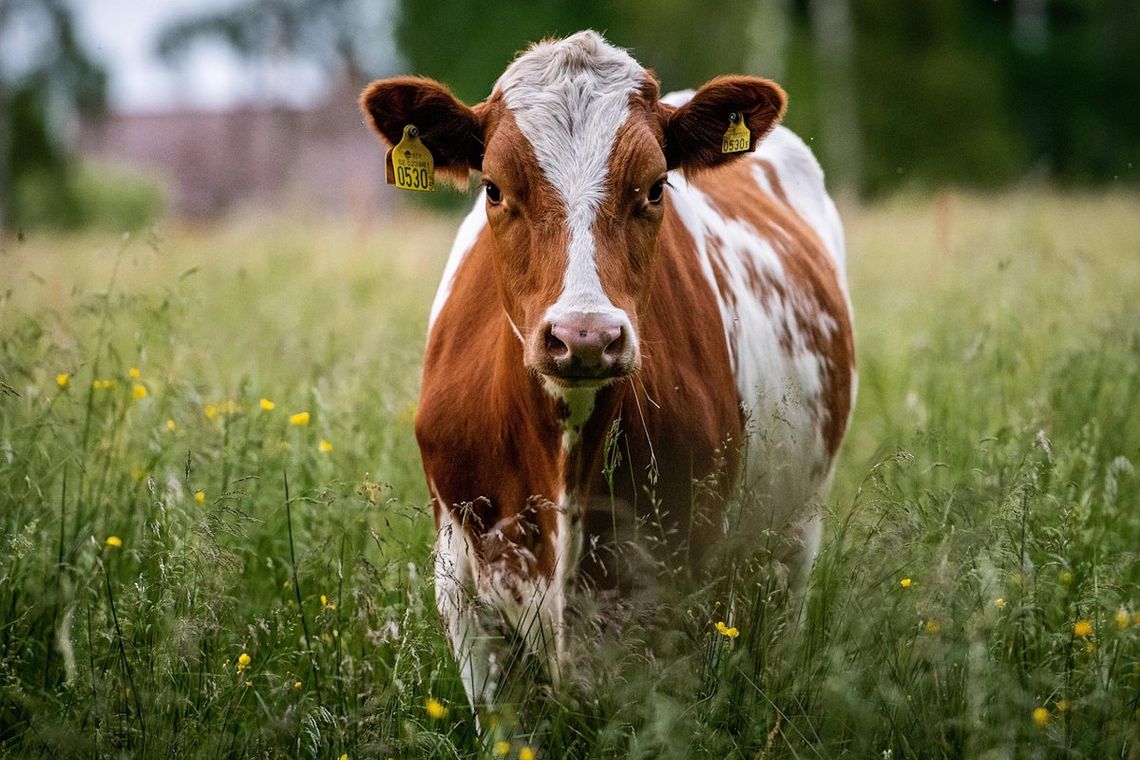 Pierwszy przypadek choroby niebieskiego języka na Opolszczyźnie. Wirus w gminie Polska Cerekiew