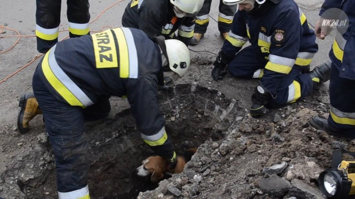 Pies utknął w przepuście drogowym. Na ratunek ruszyli strażacy. WIDEO