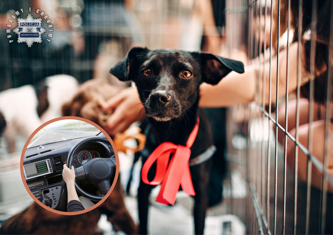 Pijany kierowca chciał adoptować psa. Miał ponad 2 promile