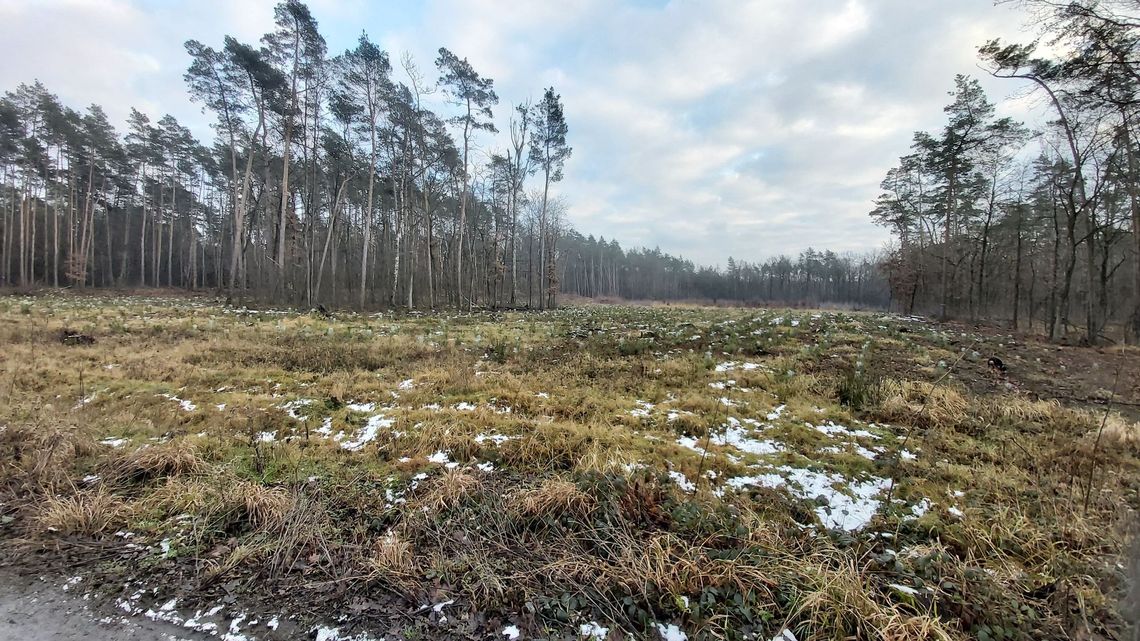 Planowana wycinka lasów wokół osiedli martwi mieszkańców. Prace będą prowadzone w tym roku