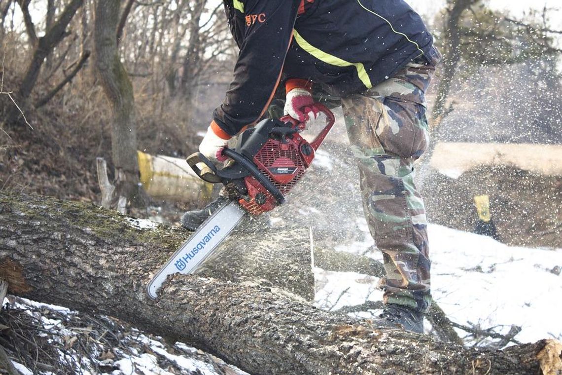 Planujesz wycinkę drzewa lub krzewu? Pozwolenie nie zawsze jest konieczne. Sprawdź nowe przepisy