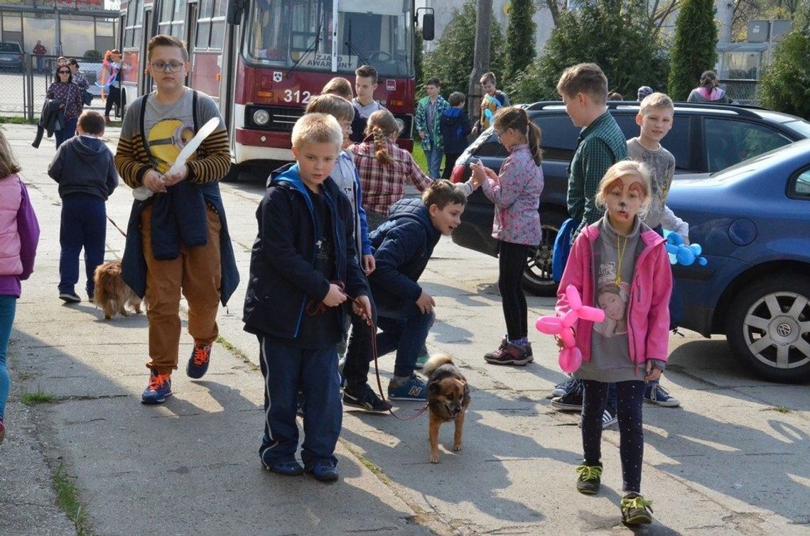 Podaj łapę bezdomnym psom i kotom. MZK organizuje zbiórkę karmy dla schroniska