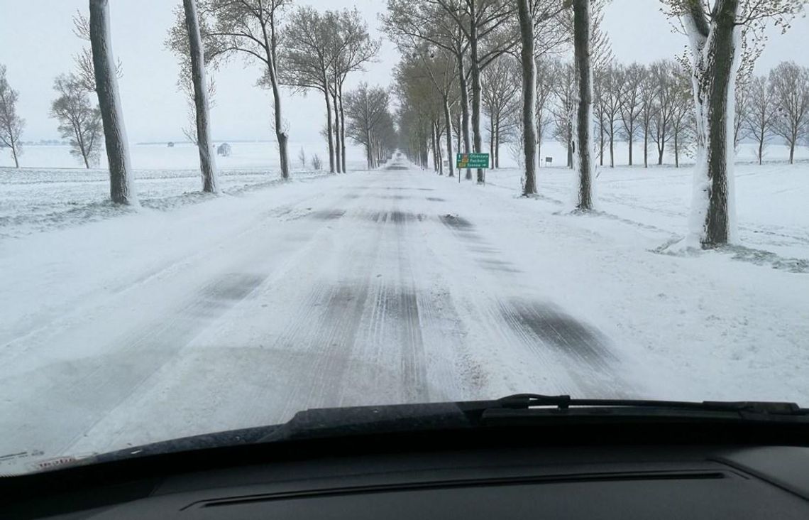 Połamane drzewa i przysypane drogi. Służby walczą ze skutkami nocnej śnieżycy