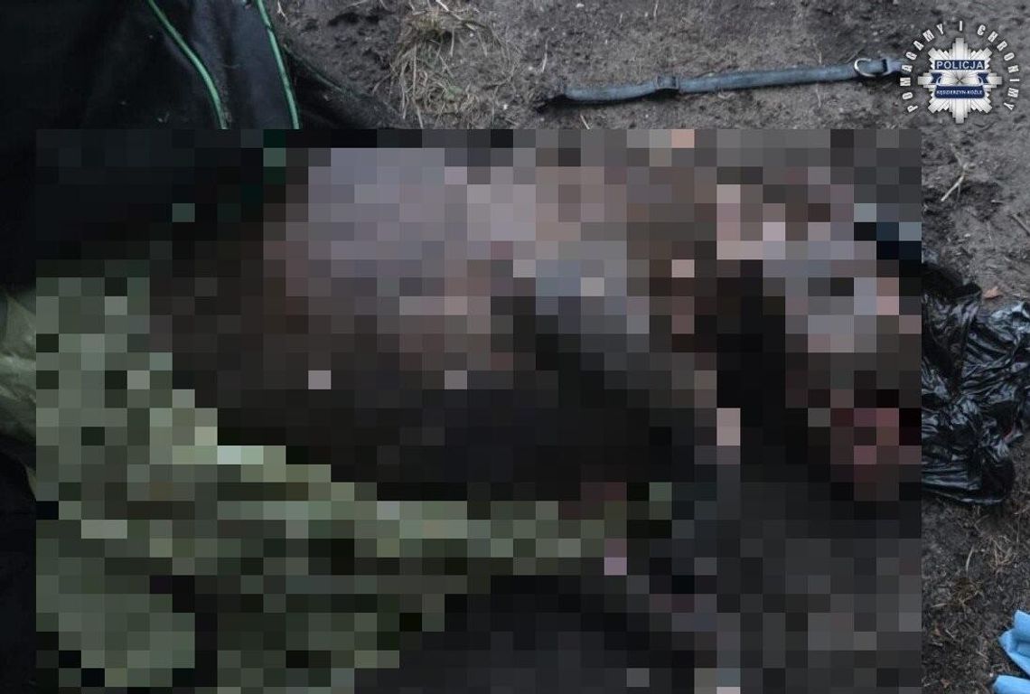 Policja ustaliła właścicielkę psa znalezionego w Kanale Gliwickim. Pomogły informacje z mediów