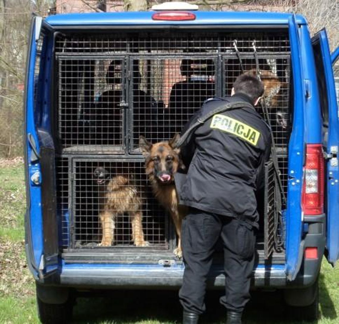 Policjanci z psami ćwiczyli zatrzymywanie niebezpiecznych przestępców