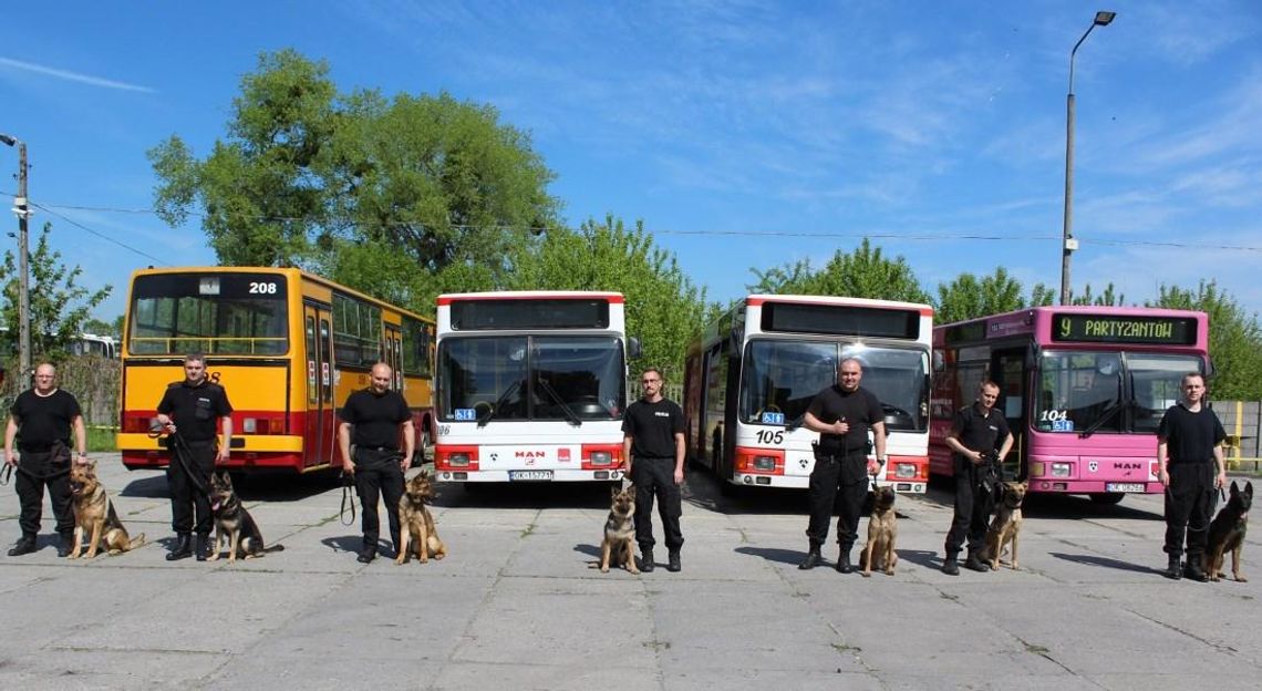 Policjanci z psami wykrywającymi narkotyki i ładunki wybuchowe szkolili się w naszych autobusach. ZDJĘCIA