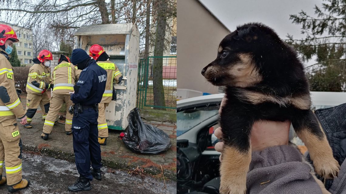 Policjanci zatrzymali 28-latka podejrzanego o wrzucenie psa do kontenera na ubrania. Grożą mu 3 lata więzienia