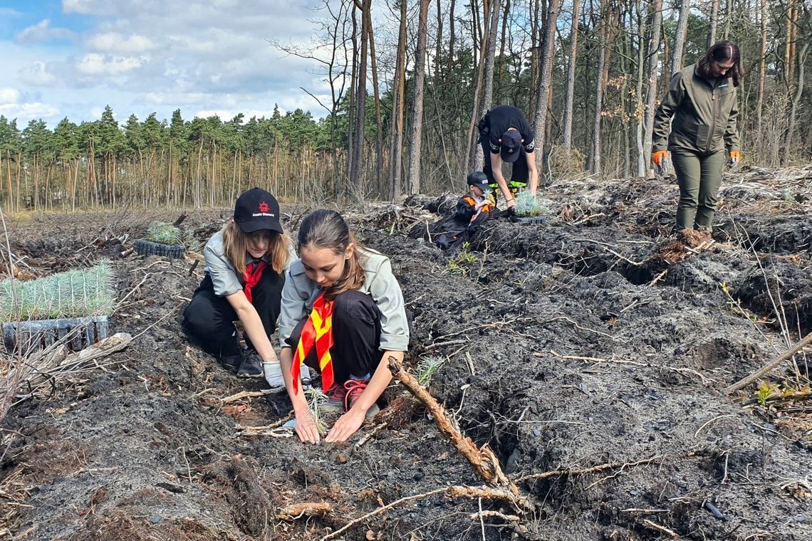Posadź las razem z leśnikami. W sobotę wiosenna akcja. Nadleśnictwo zaprasza mieszkańców