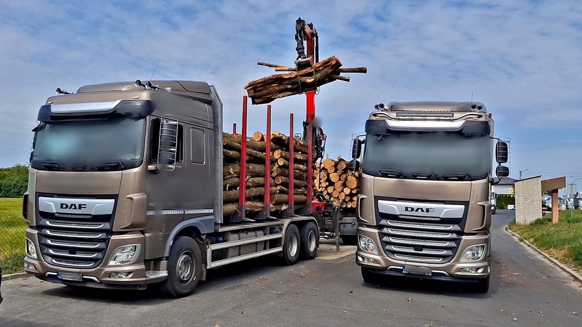 Poważne naruszenia przy transporcie drewna. Zespół pojazdów ważył blisko 13 ton więcej niż powinien