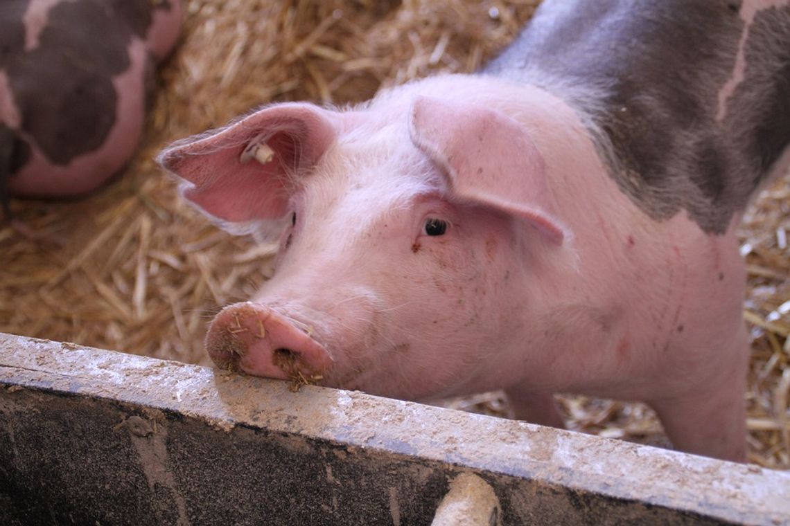 Powiatowy Lekarz Weterynarii apeluje do hodowców świń. Znów odkryto ogniska groźnej choroby