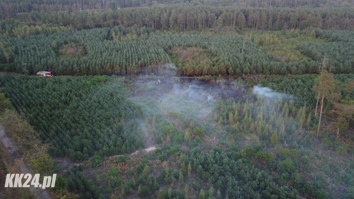 Pożar lasu w Kłodnicy. Na miejscu kilka zastępów strażaków i samolot gaśniczy