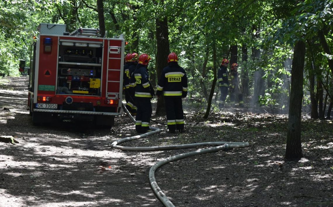 Pożar młodnika w lesie przy alei Partyzantów