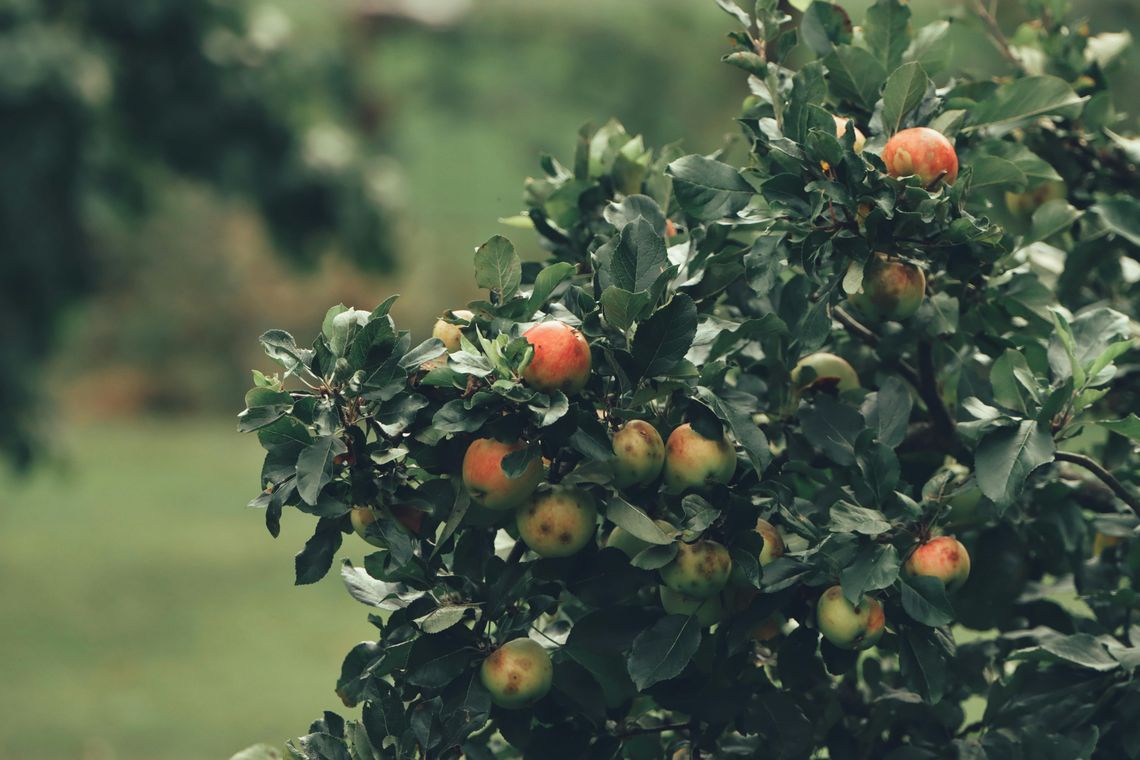 Przędziorki w jabłoniach nie mają szans. Jak skutecznie chronić sad i utrzymać liście w dobrej kondycji? Przędziorki w jabłoniach nie mają szans. Jak skutecznie chronić sad i utrzymać liście w dobrej kondycji?
