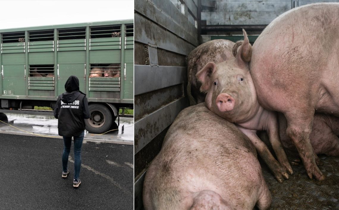 Przeładowany transport świń zatrzymany w Reńskiej Wsi. Surowe konsekwencje dla kierowcy [ZDJĘCIA]