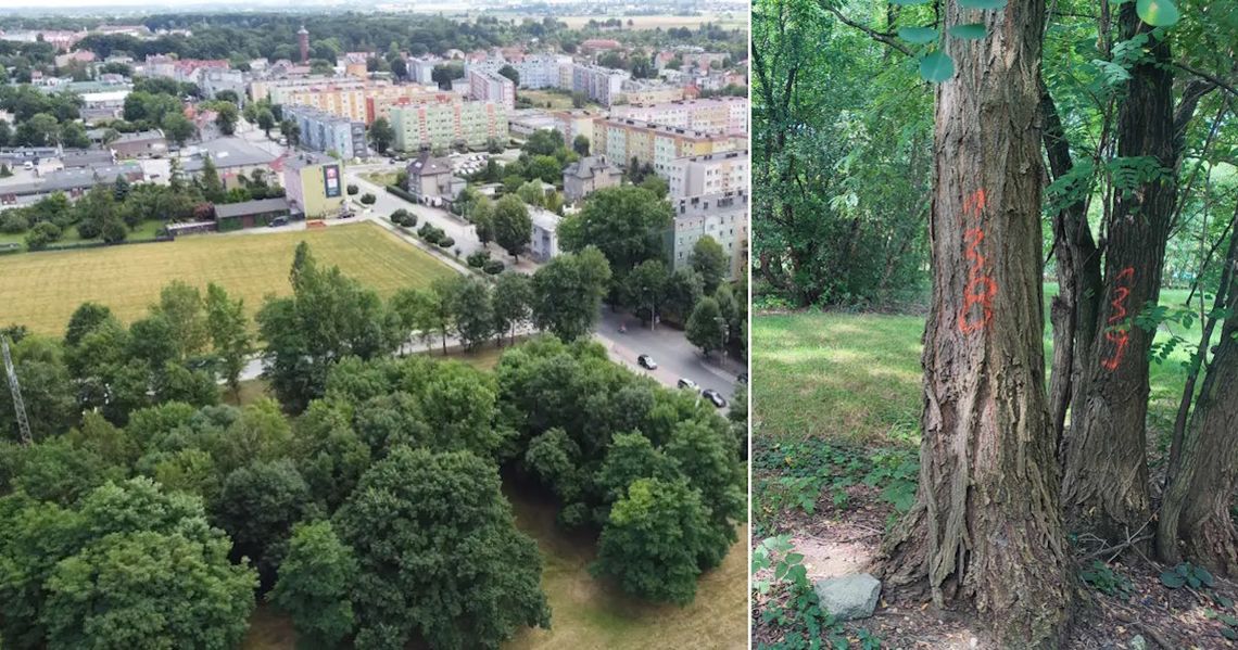 Przy Piastowskiej w Koźlu powstanie sklep sieci Dino. Ruszyły pierwsze prace przygotowawcze