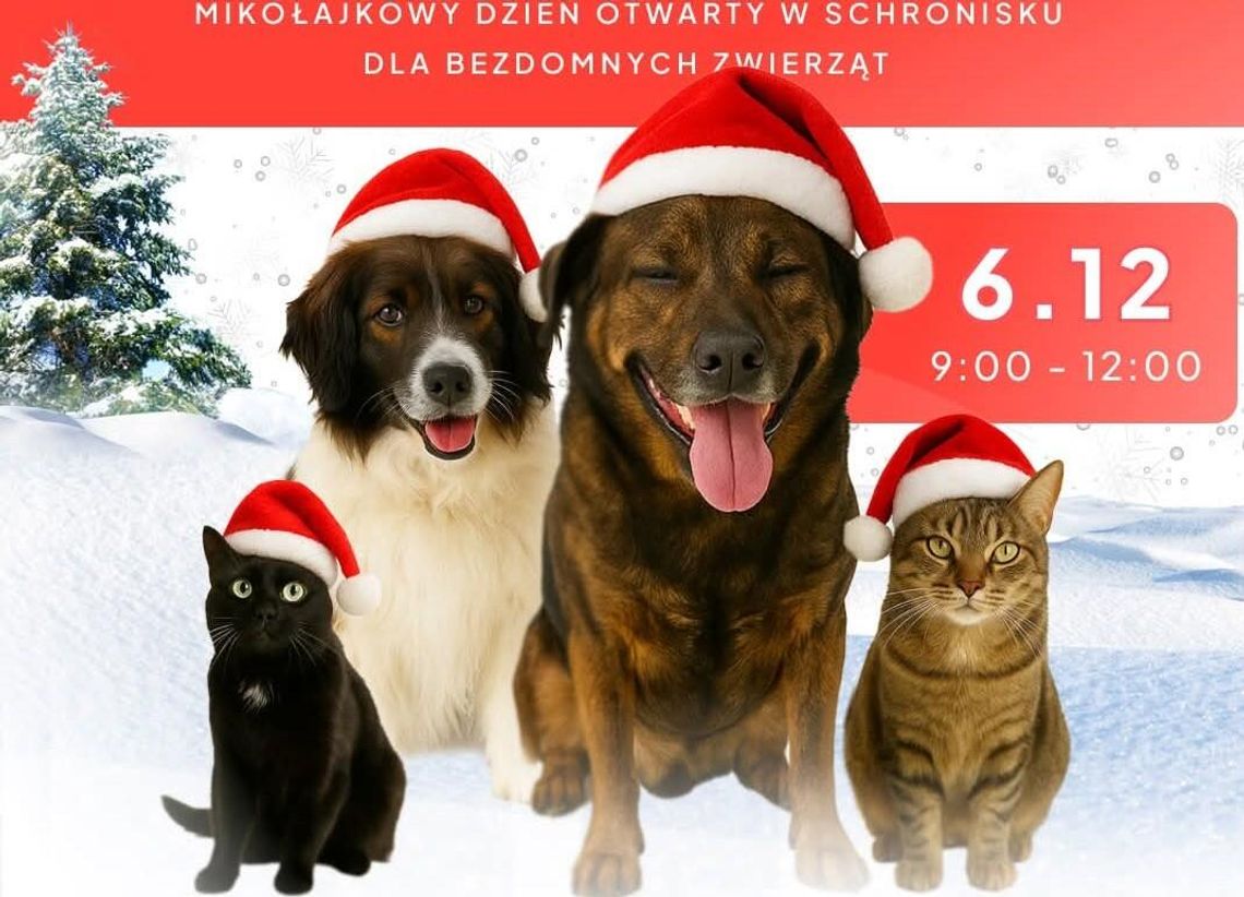 Przyjdź, poznaj, pokochaj. Schronisko zaprasza do zimowej akcji adopcyjnej