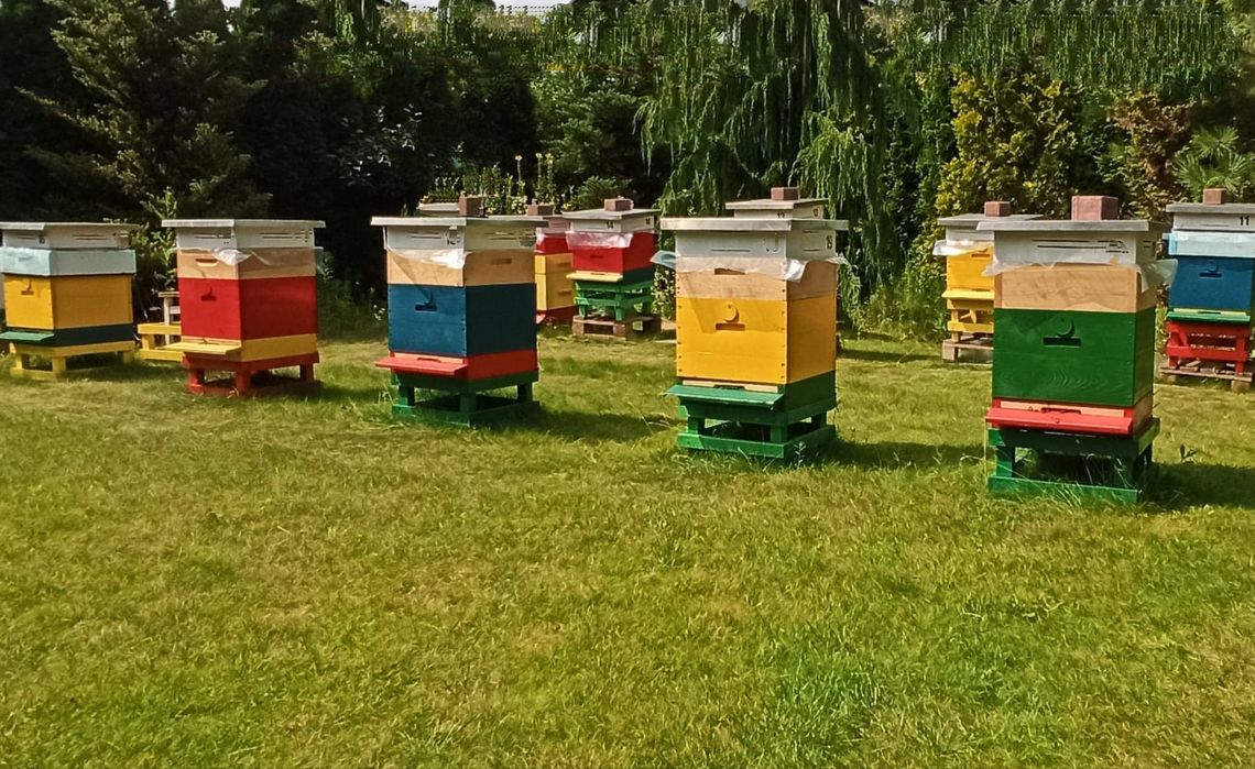 Pszczoły kością sąsiedzkiej niezgody. Co zrobić gdy pasieka utrudnia odpoczynek w ogrodzie?