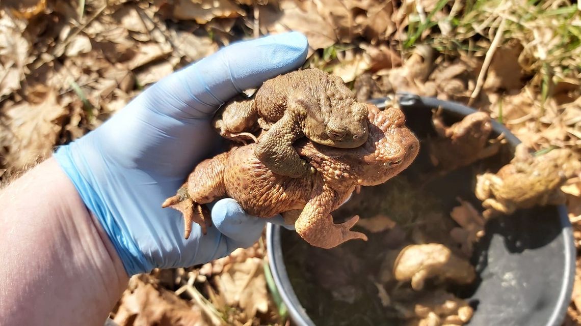 Ratują ropuchy przed śmiercią, przenosząc je przez drogę. Akcja ekologiczna Fundacji Wiedzieć Więcej