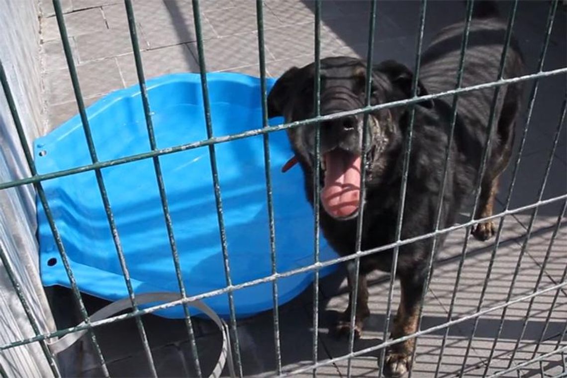 Schronisko dostało dziecięce piaskownice. Od razu wiedzieli, co z nimi zrobić. WIDEO