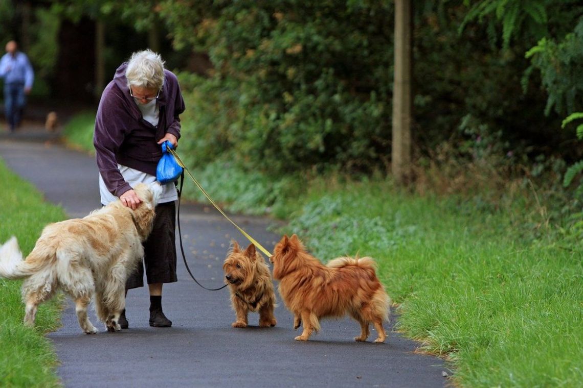 Seniorzy dostali karmę dla swoich pupili. Akcja OTOZ Animals i Miejskiego Ośrodka Pomocy Społecznej