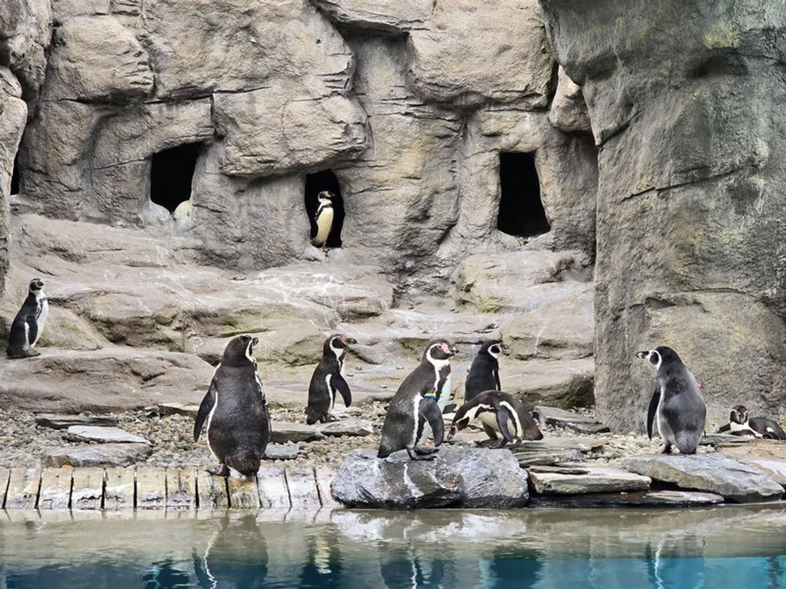 Śląski Ogród Zoologiczny w Chorzowie – spotkanie z dziką naturą w sercu aglomeracji