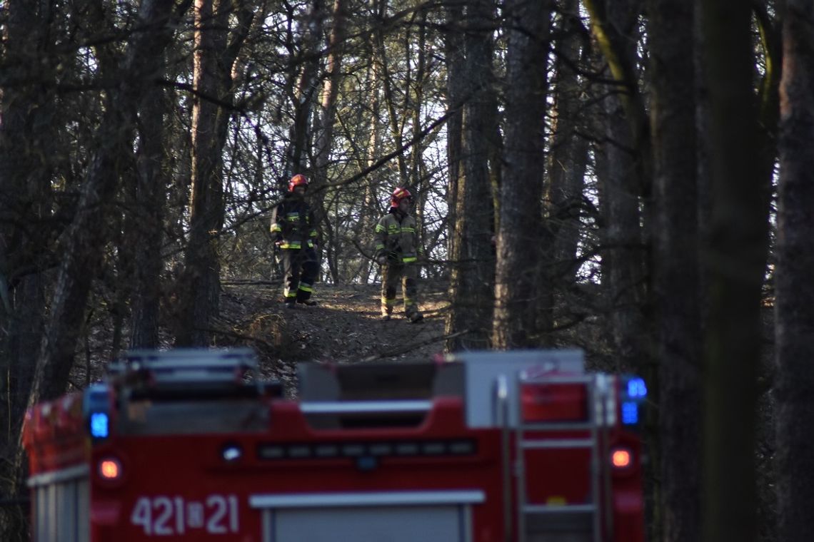 Służby odebrały zgłoszenie o młodzieży rozpalającej ognisko w lesie. Interwencja straży pożarnej przy alei Jana Pawła II