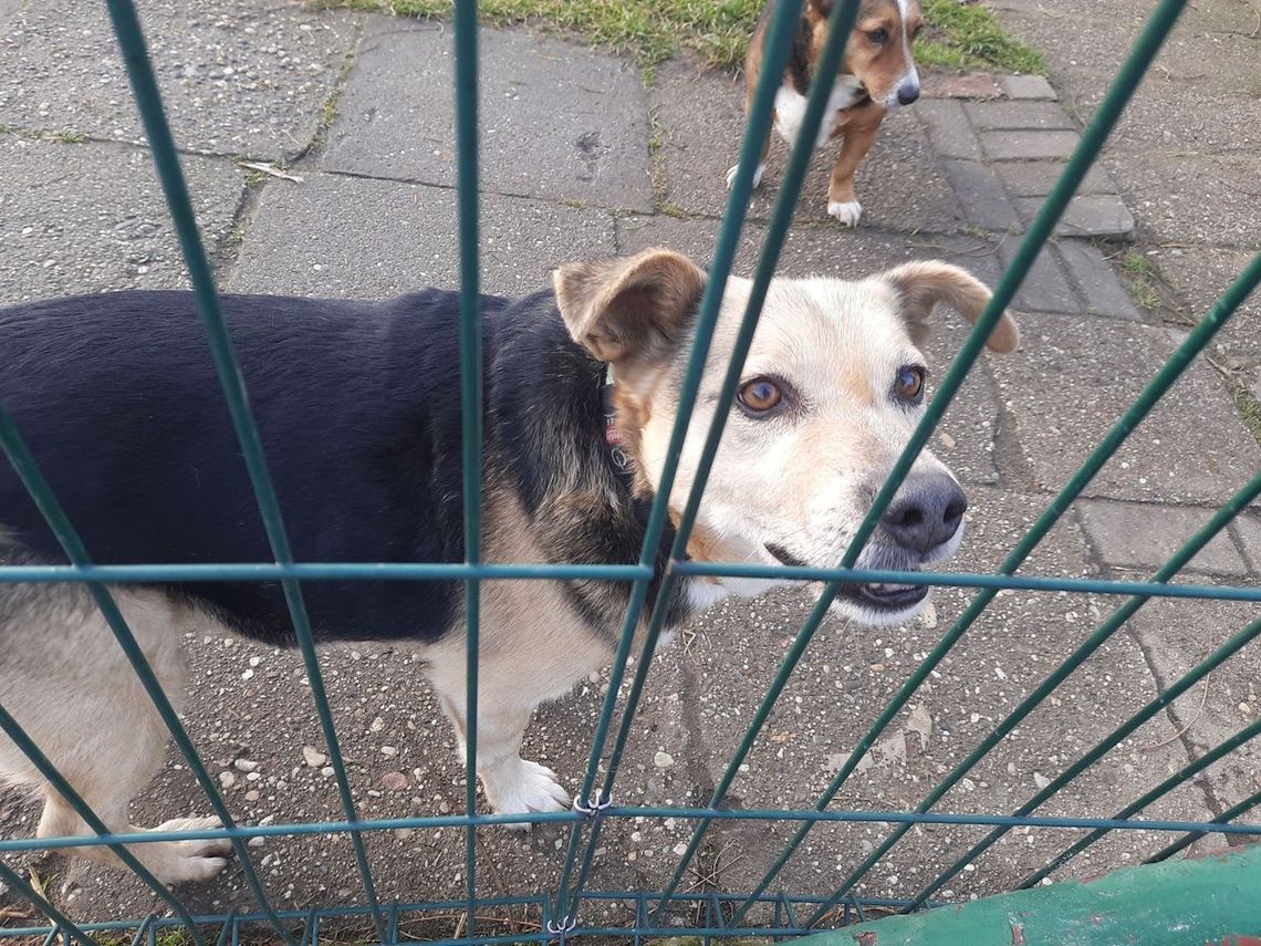 Służby wojewody kontrolują schroniska w regionie. Placówka w Kędzierzynie-Koźlu bez zastrzeżeń