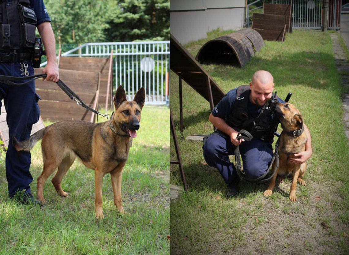 Służy na czterech łapach i ma niezłego nosa. Nowy funkcjonariusz w kędzierzyńskiej policji