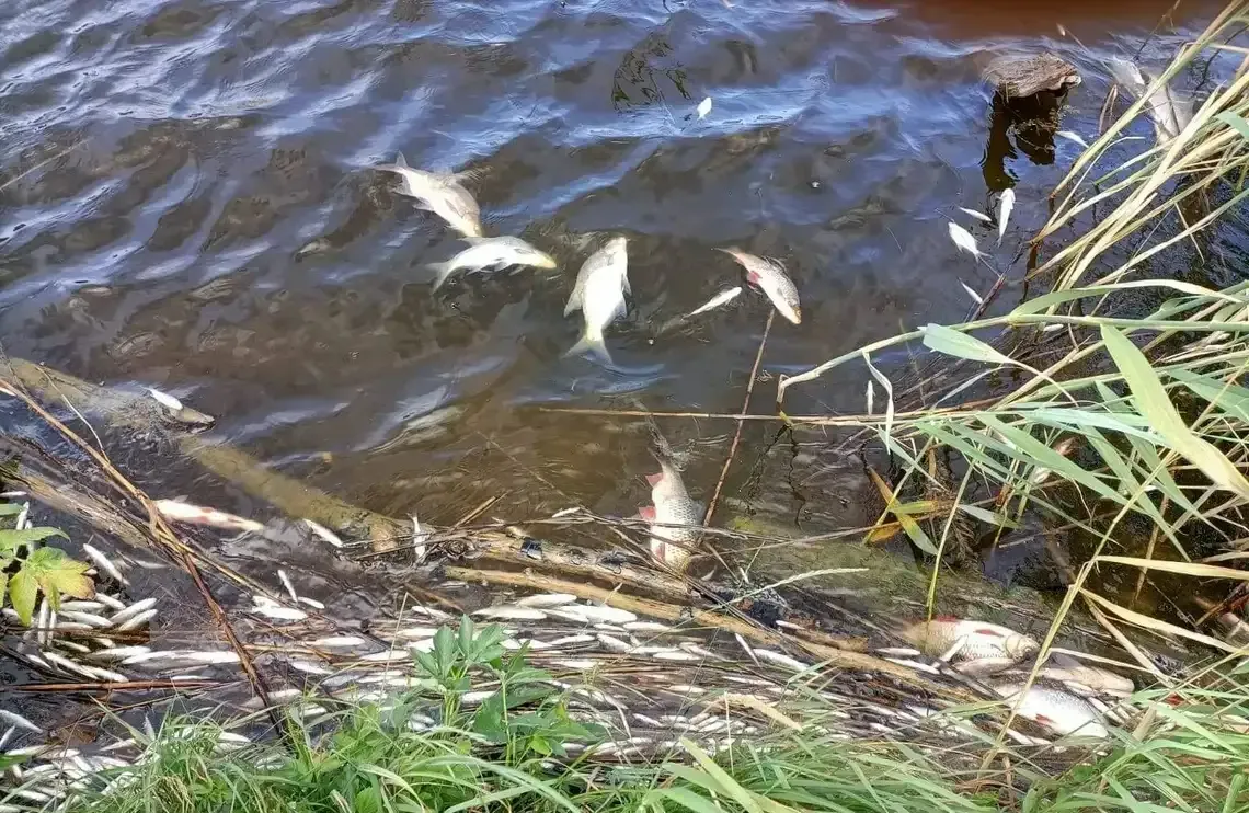 Śnięte ryby na śląskim odcinku Kanału Gliwickiego. Stwierdzono złotą algę