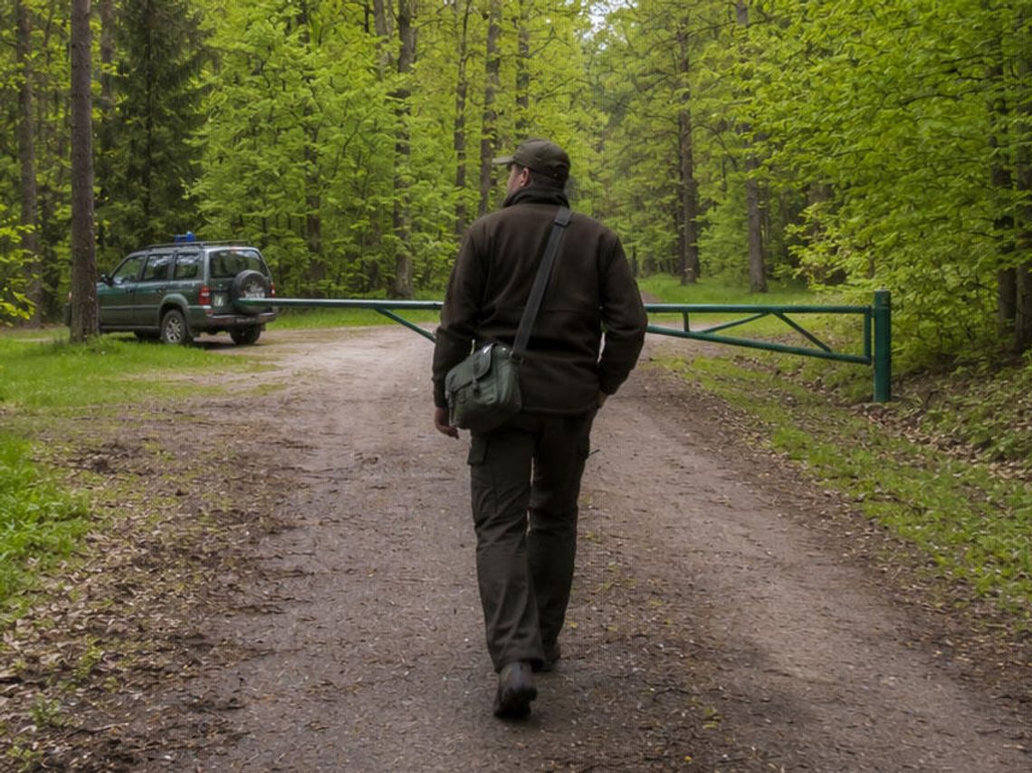 Spacer po lesie z leśniczym. Mieszkańcy Kuźniczki chcą rozmawiać o stanie zdrowia drzew Spacer po lesie z leśniczym. Mieszkańcy Kuźniczki chcą rozmawiać o stanie zdrowia drzew
