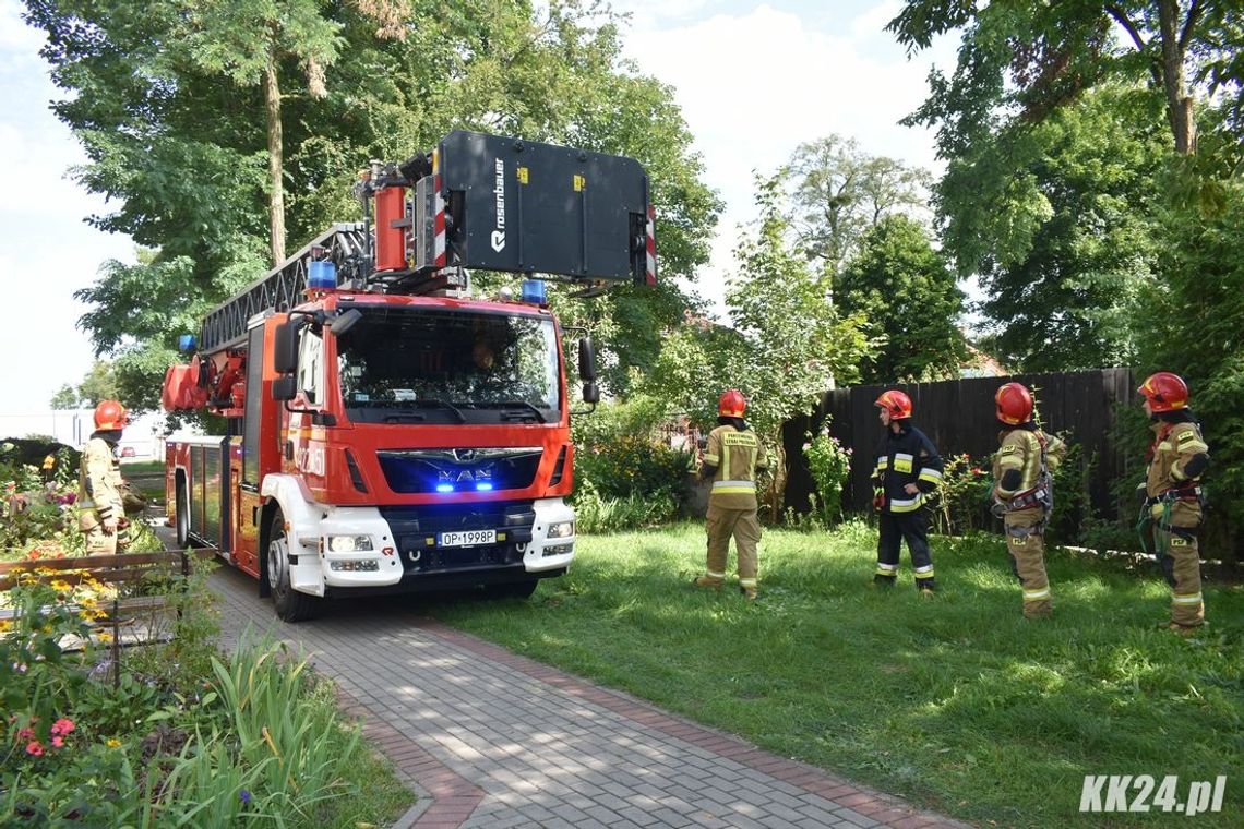 Spróchniały konar mógł spaść na plac zabaw przedszkola. Strażacy interweniowali przy ulicy Kozielskiej