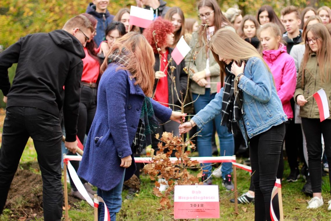 Starostwo chce posadzić sto dębów na stulecie odzyskania przez Polskę niepodległości