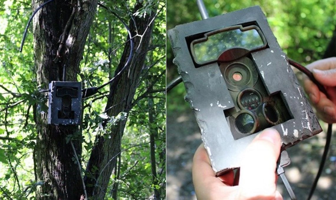 Straż miejska bierze się za osoby wywożące śmieci do lasów. Pomogą fotopułapki instalowane na drzewach